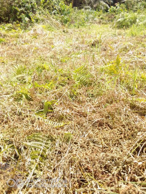 For Sale 20 Acres Of Lagoon Front Land, Ologe, Badagry, Lagos Nigeria Property Centre (Ref