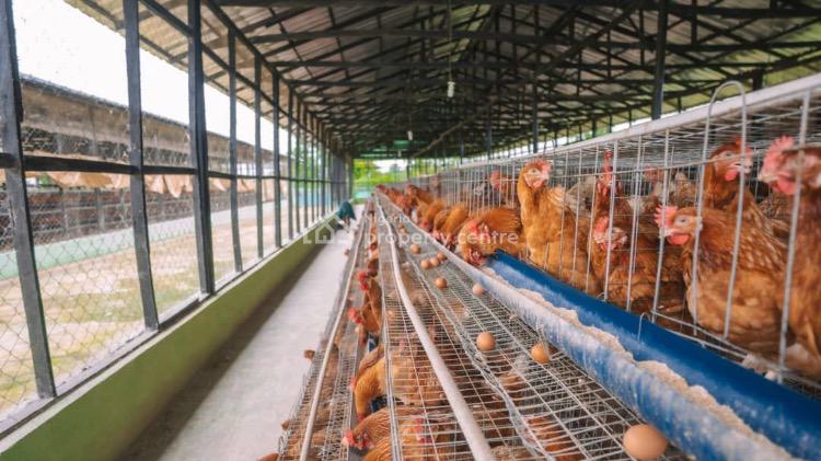 a Well Sophisticated Mechanized Poultry Farm on a Strategic Location, Ugwuomu, Goodluck Jonathan International Market Emene, Enugu, Enugu, Tank Farm for Sale