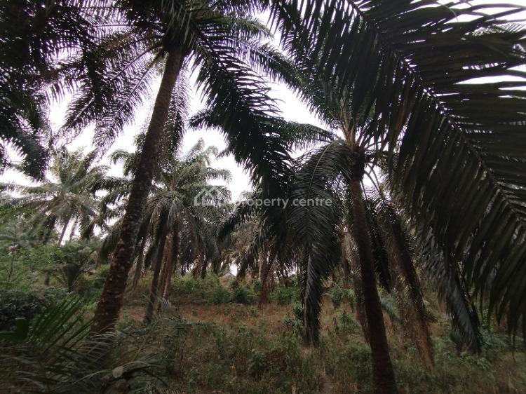 a Strategically Located Hectare of Land with Palm Tree Stands, Ibesikpo, By Air Force School, Uyo, Akwa Ibom, Mixed-use Land for Sale