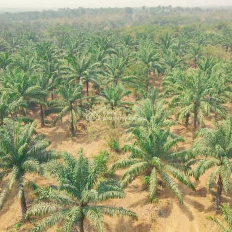 Invest in Your Future with Sustainable Palm Tree Estates!, Palmrich Phase 5, Iwo Road, Ibadan, Oyo, Land for Sale