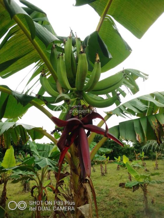 20 Acres Farm Land, Eleyele, Ibadan, Oyo, Mixed-use Land for Sale