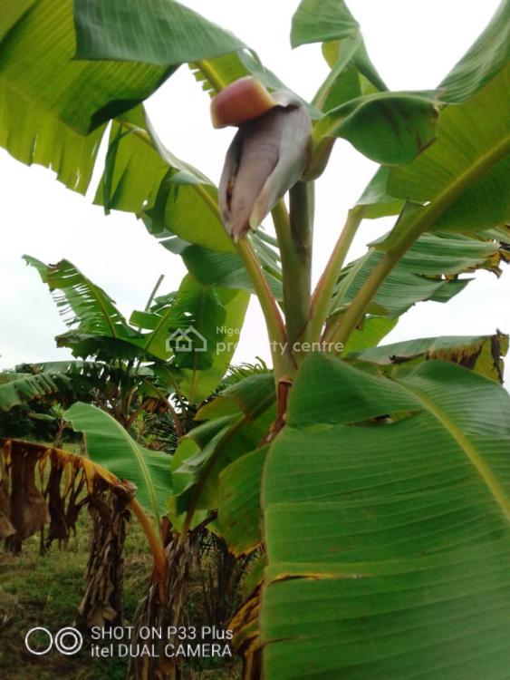 20 Acres Farm Land, Eleyele, Ibadan, Oyo, Mixed-use Land for Sale