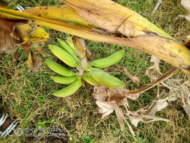 20 Acres Farm Land, Eleyele, Ibadan, Oyo, Mixed-use Land for Sale