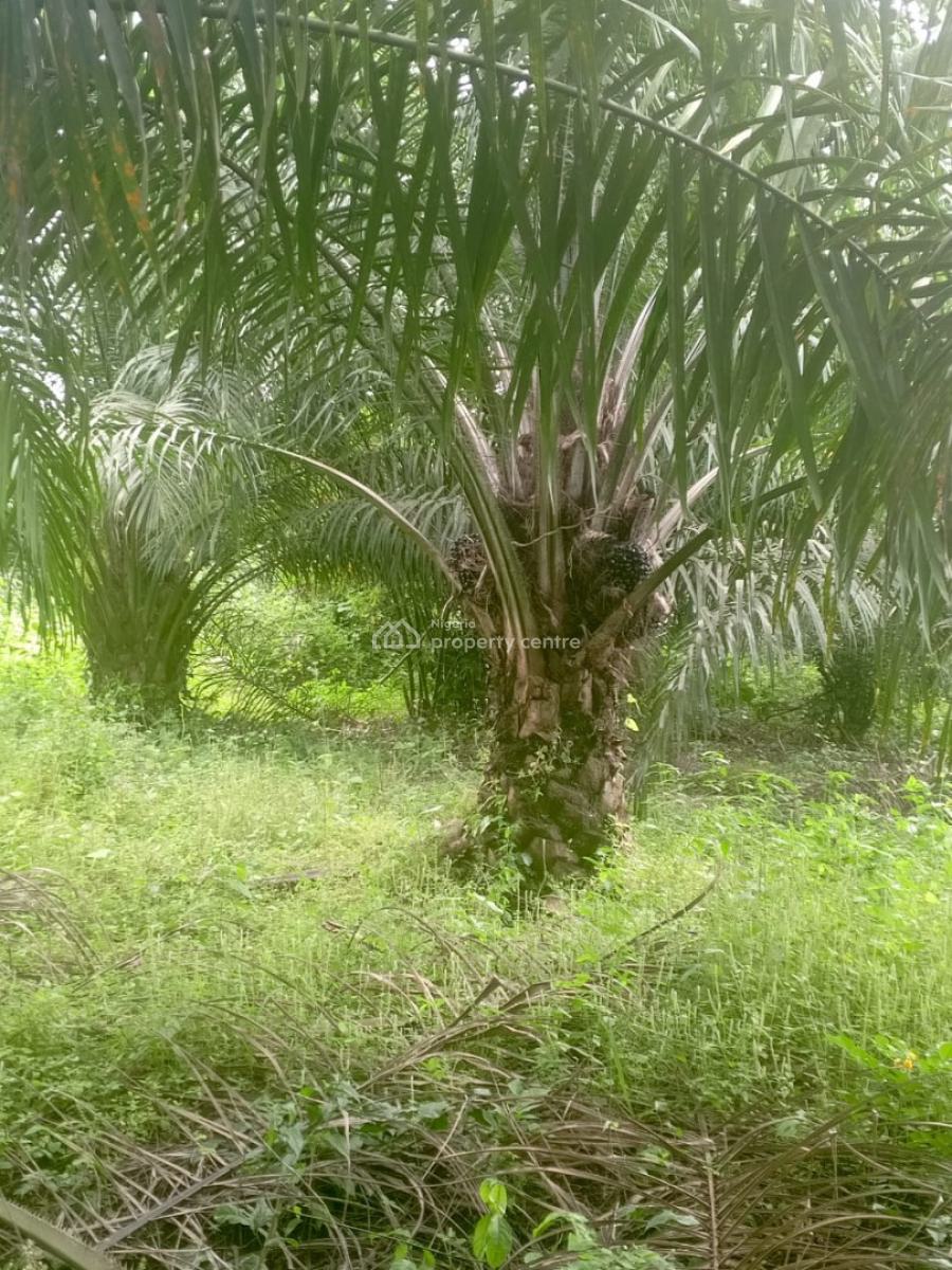 Palm Oil Plantation/ Palm Tree Farm, Ikere, Ekiti, Commercial Land for Sale