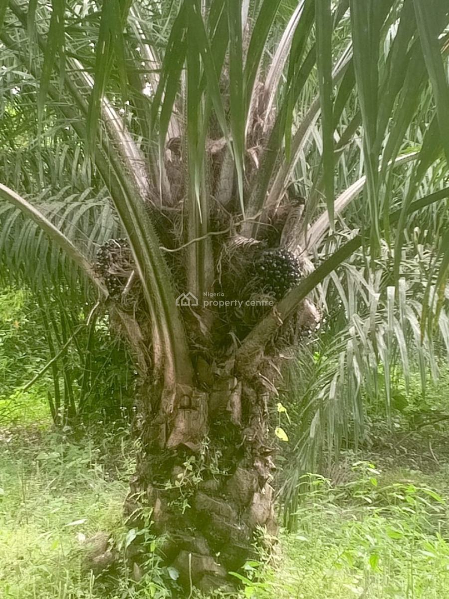 Palm Oil Plantation/ Palm Tree Farm, Ikere, Ekiti, Commercial Land for Sale