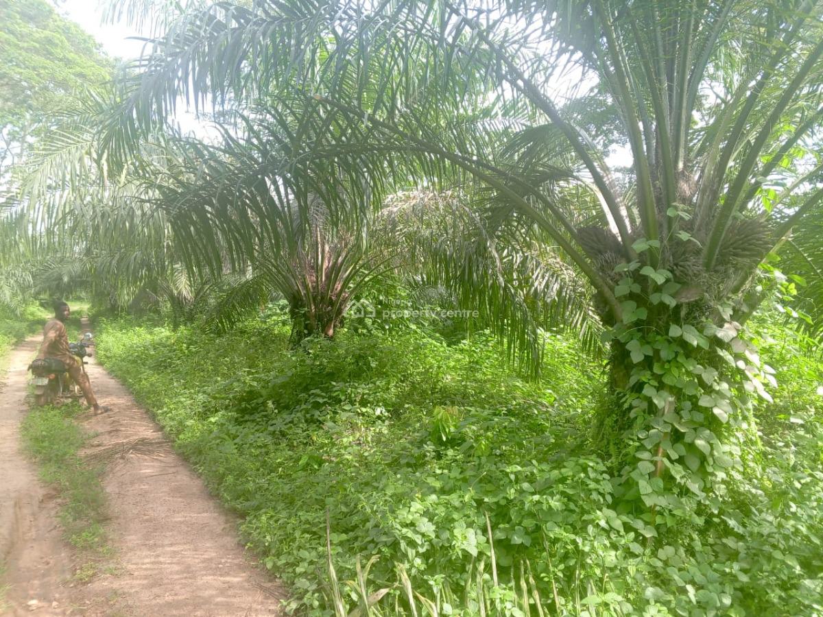 Palm Oil Plantation/ Palm Tree Farm, Ikere, Ekiti, Commercial Land for Sale
