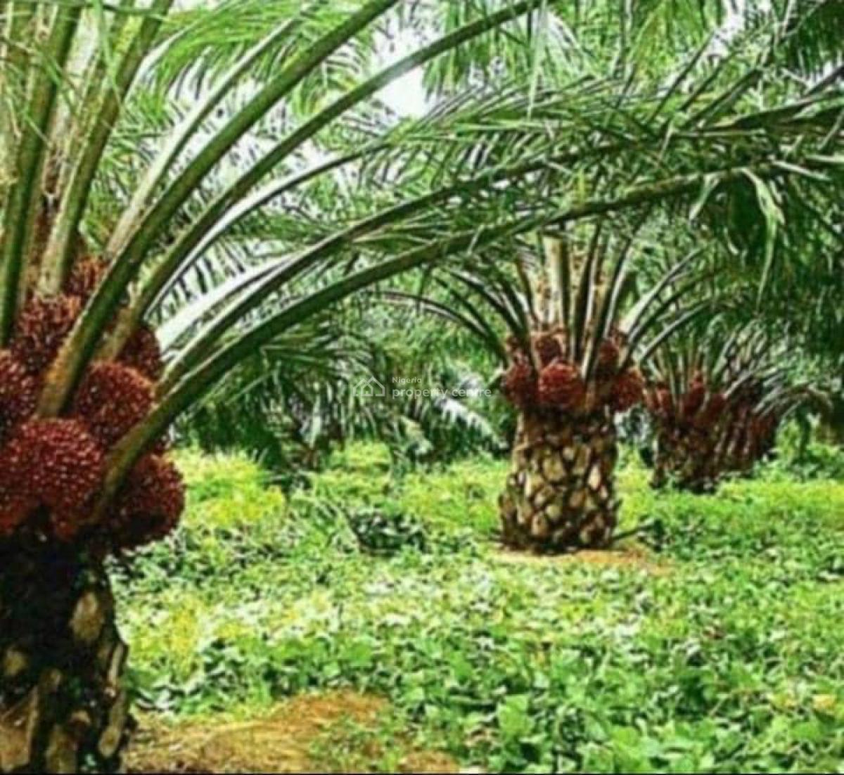 60 Acres of Land with Oil Palm Trees, Odogbolu, Ogun, Land for Sale