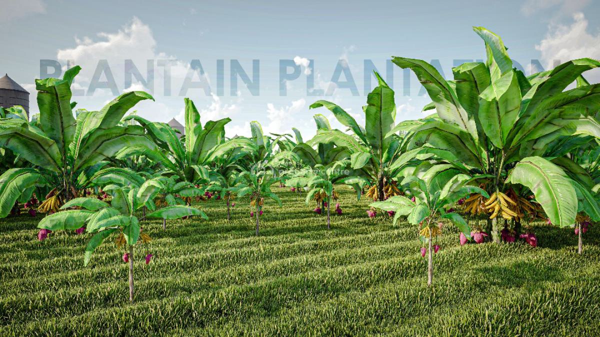 Plantain Plantation Farm, All Inclusive Farm Land Located Alabata, Abeokuta South, Ogun, Commercial Land for Sale