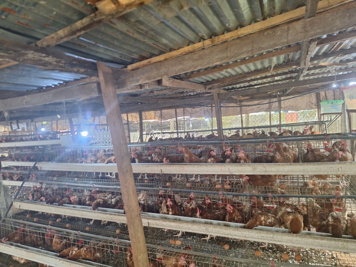 Functional Poultry Farm with All The Facilities Intact, Rumuewahara, Port Harcourt, Rivers, Commercial Property for Sale