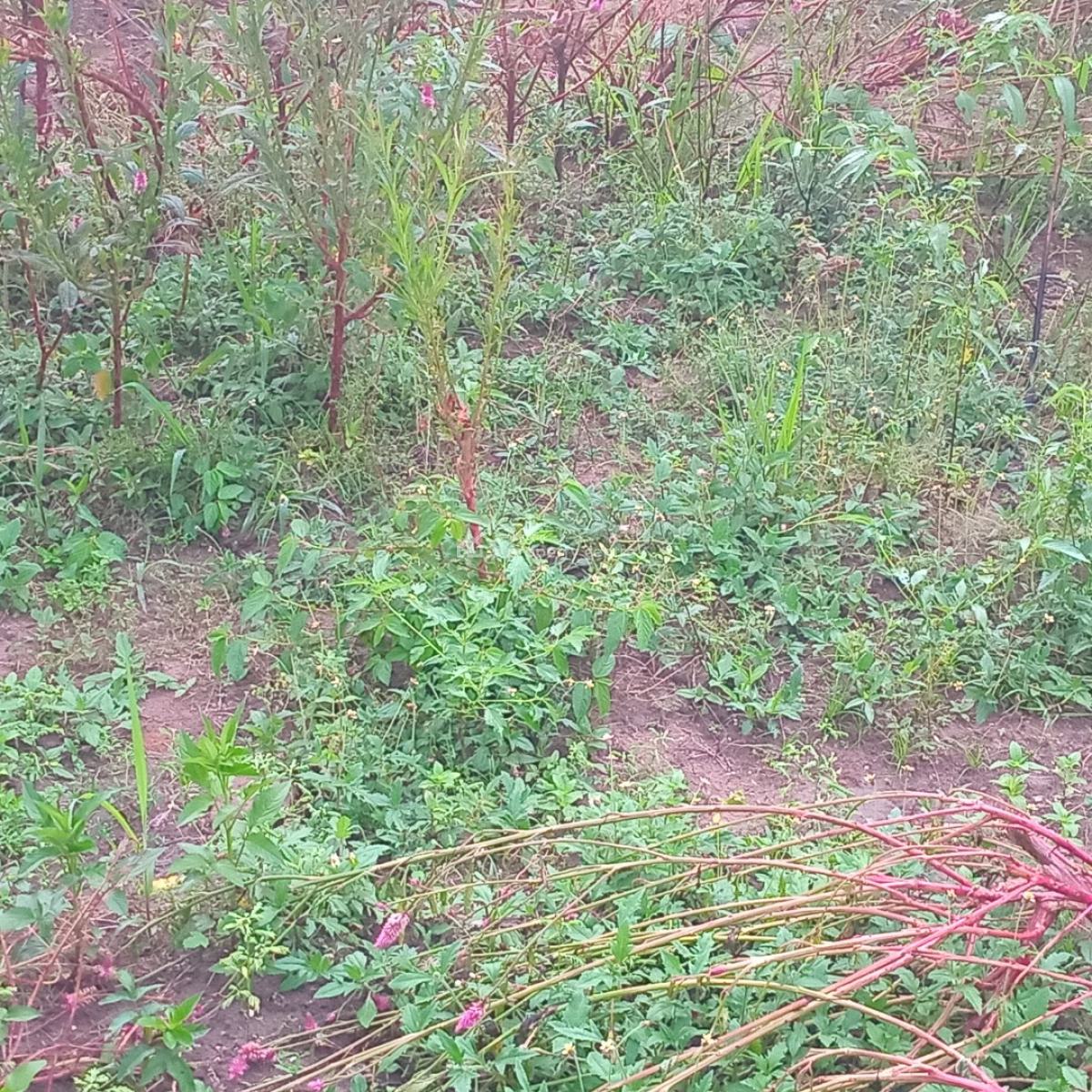 a Prime Land Measuring 800square Meter in Serene Neighbourhood, Kawra Street, Osborne, Ikoyi, Lagos, Residential Land for Sale