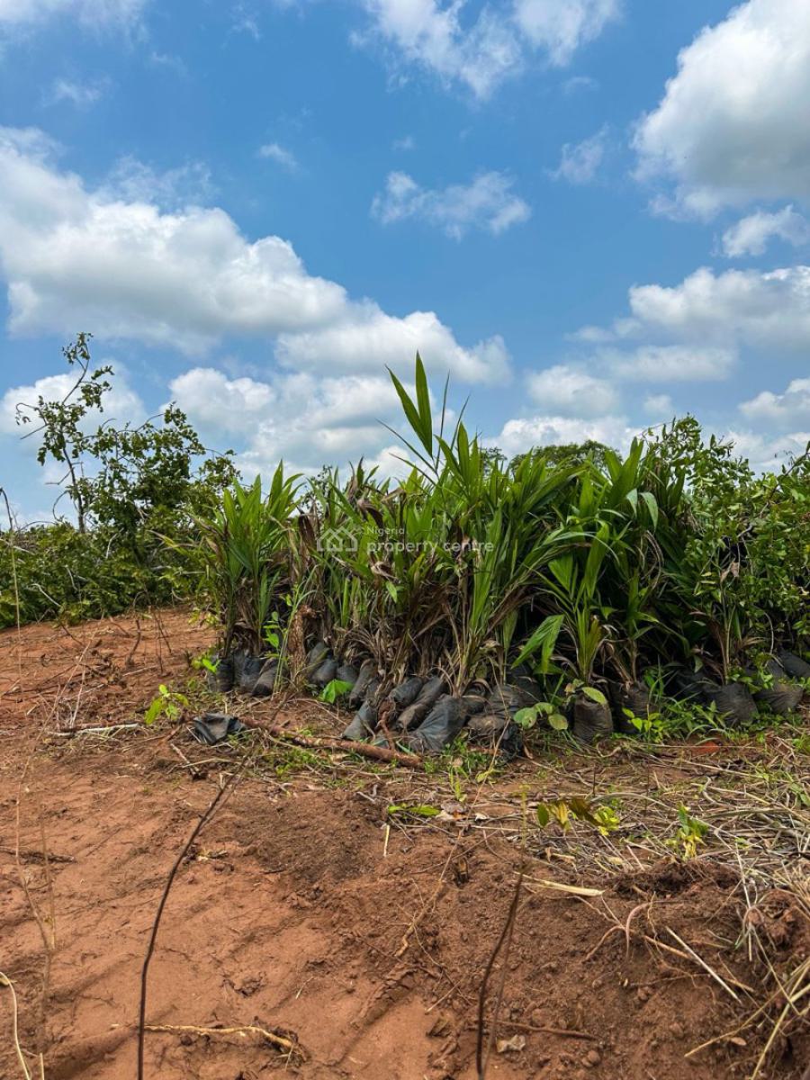 Land for Palmtree Farming, Igan Okoto, Yewa North, Ogun, Commercial Land for Sale