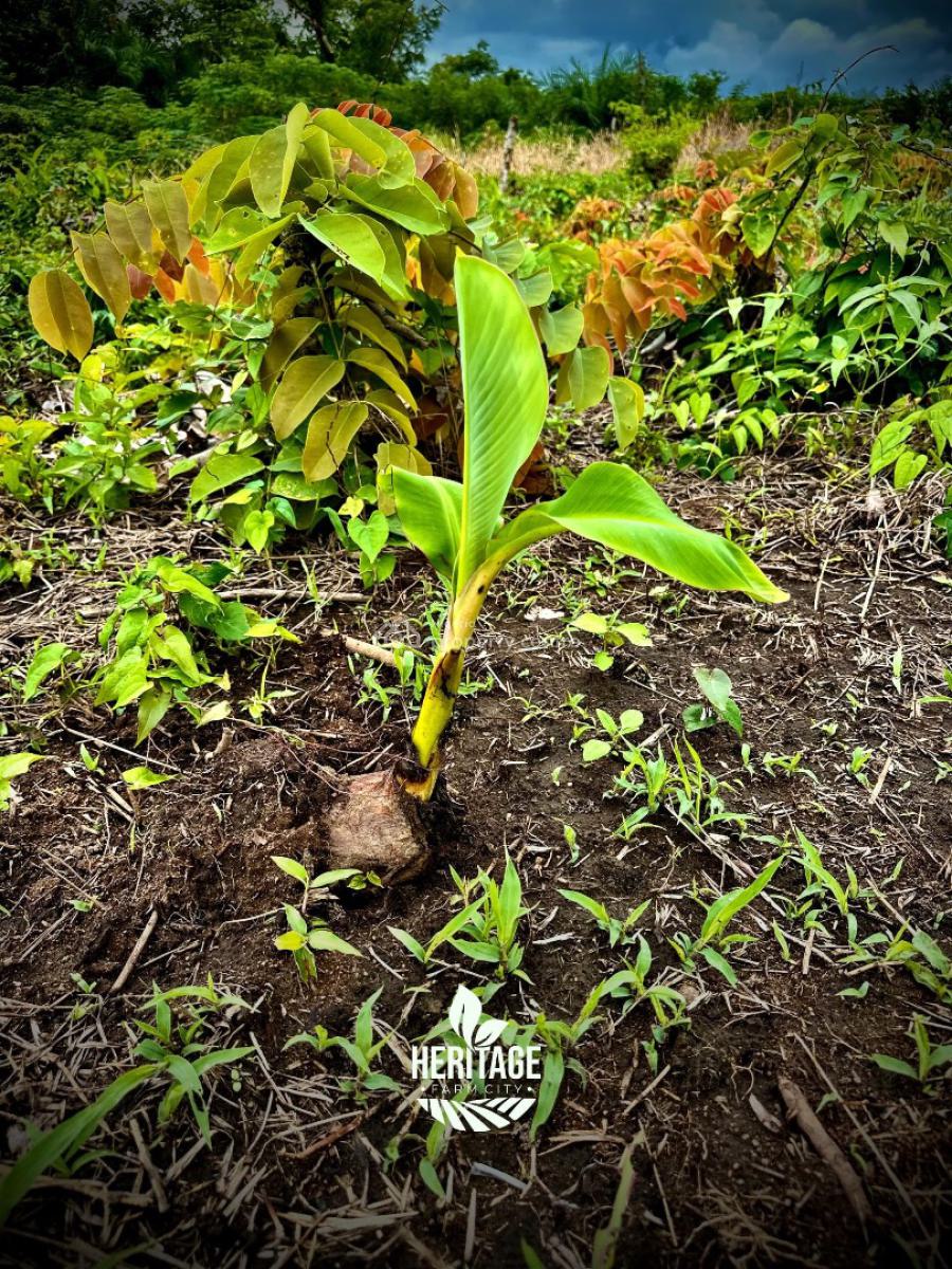 Acres and Hectares of Land with a Promo Offer & Flexible Payment Plan, Fertile Farmland Close to Funaab. Buy an Acre , Get 1 Plot Free, Abeokuta North, Ogun, Land for Sale