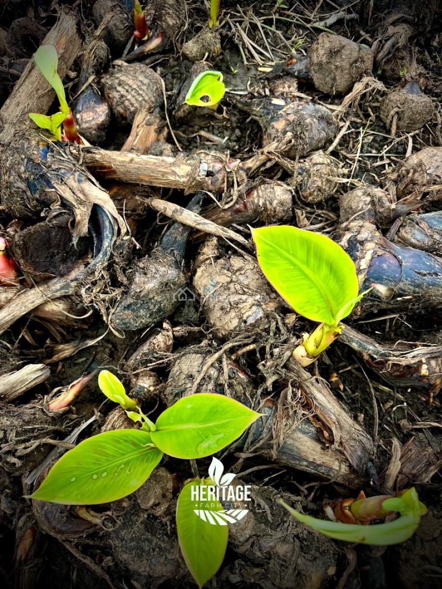 Acres and Hectares of Land with a Promo Offer & Flexible Payment Plan, Be a Part with 500k Deposit , Flexible Payment Plan Available, Abeokuta North, Ogun, Mixed-use Land for Sale