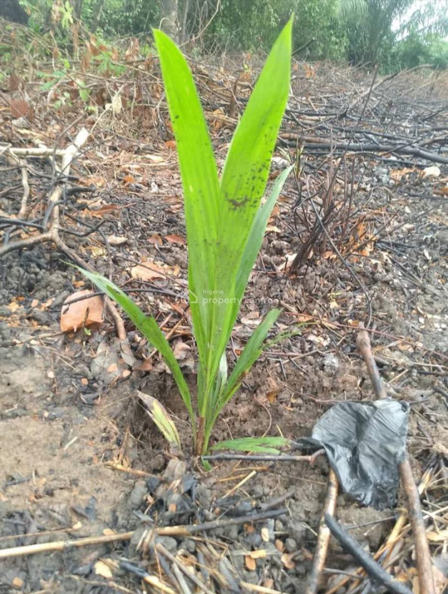 Exceptional and Affordable (c of O) Farm Land for Palm Tree/oil.ogun, Imekoafo Expressway,egbado  North Ogun Stat, Abeokuta North, Ogun, Commercial Land for Sale