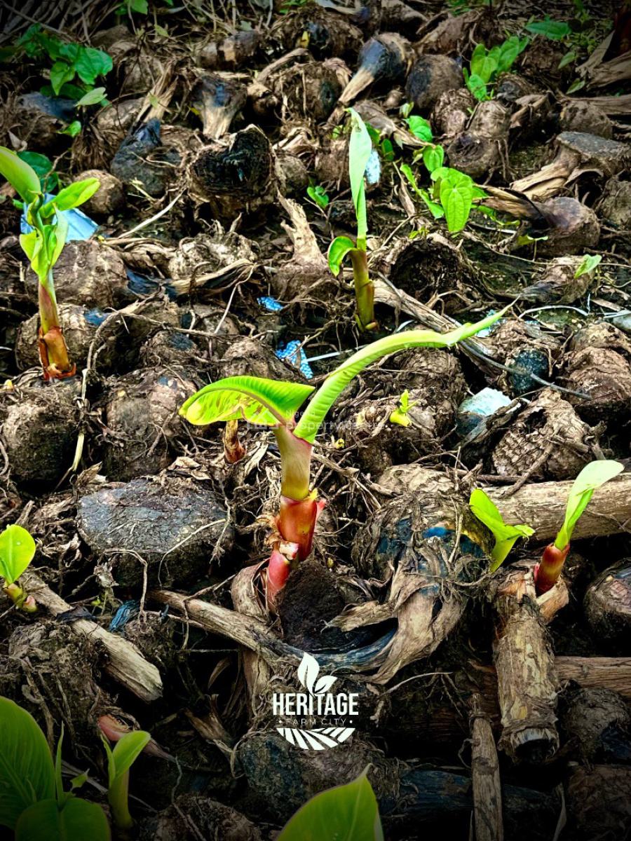 Fertile Farmland for Ideal Crops Cultivation, Alabata, Off Funnab, Abeokuta South, Ogun, Mixed-use Land for Sale