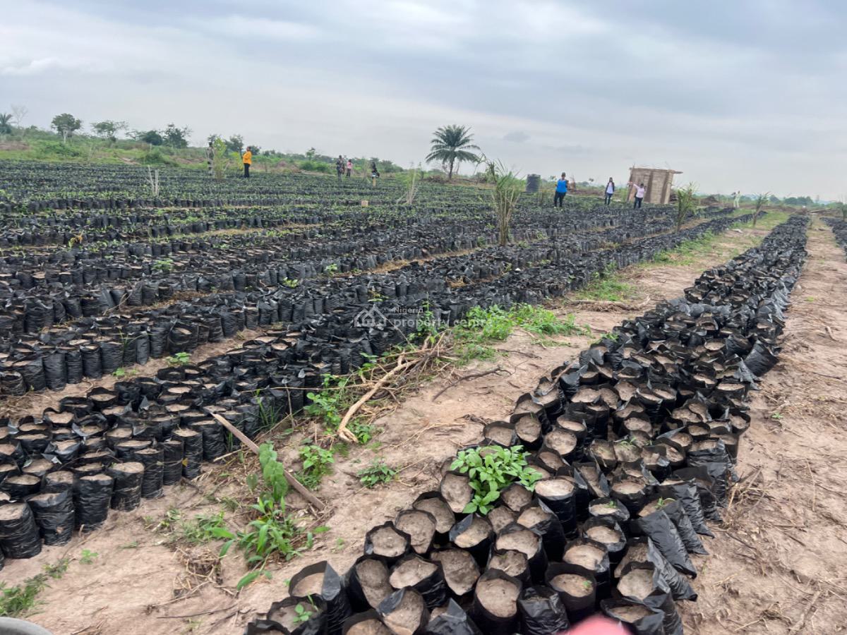 Earn Passively Own a Mini Oil Palm Plantation an Affordable Acre, Ibese, Ewekoro, Ogun, Commercial Land for Sale