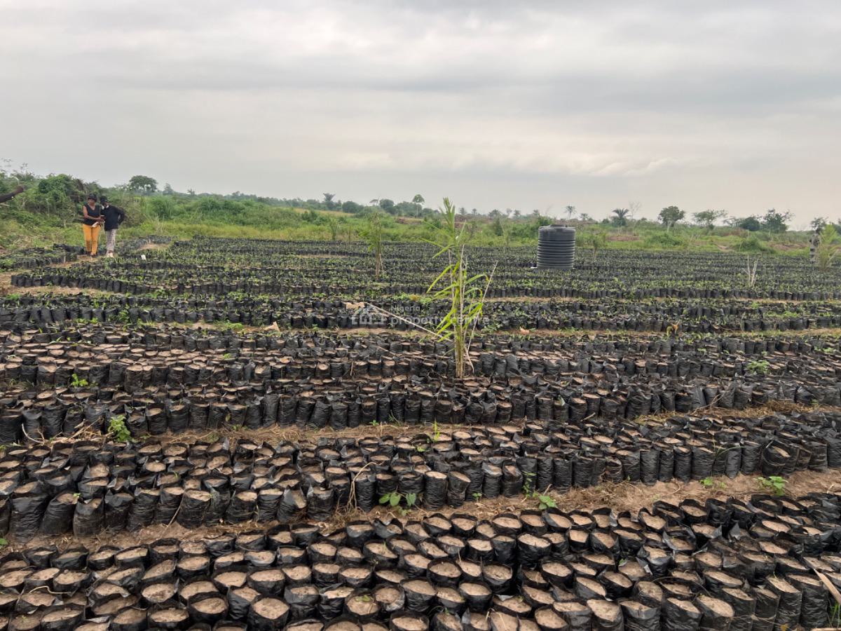 Earn Passively Own a Mini Oil Palm Plantation an Affordable Acre, Ibese, Ewekoro, Ogun, Commercial Land for Sale