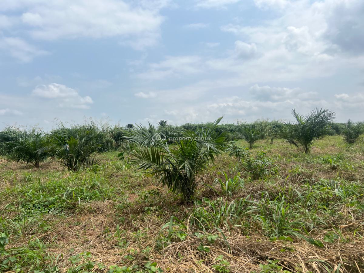 Earn Passively Own a Mini Oil Palm Plantation an Affordable Acre, Ibese, Ewekoro, Ogun, Commercial Land for Sale
