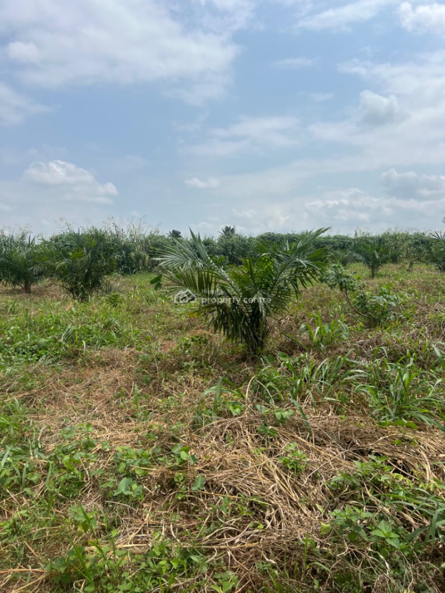 Earn Passively Own a Mini Oil Palm Plantation an Affordable Acre, Ibese, Ewekoro, Ogun, Commercial Land for Sale
