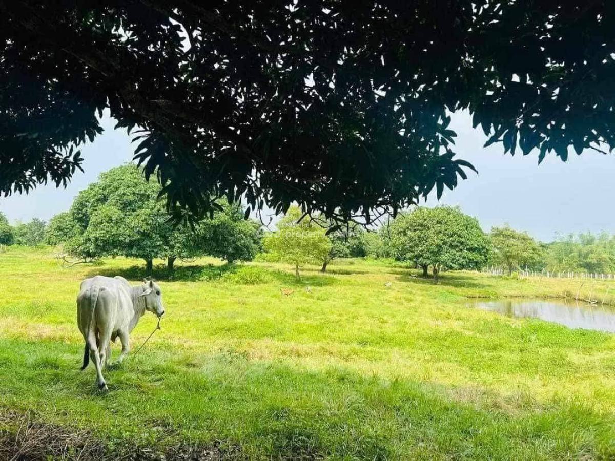 Farmland with Registered Survey Document, Ewekoro, Ogun, Land for Sale