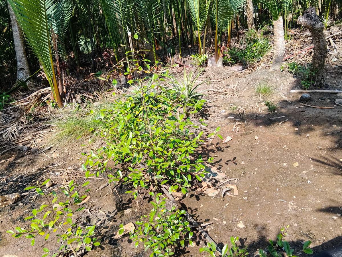 Oil Palm Farmland, Abeokuta North, Ogun, Land for Sale