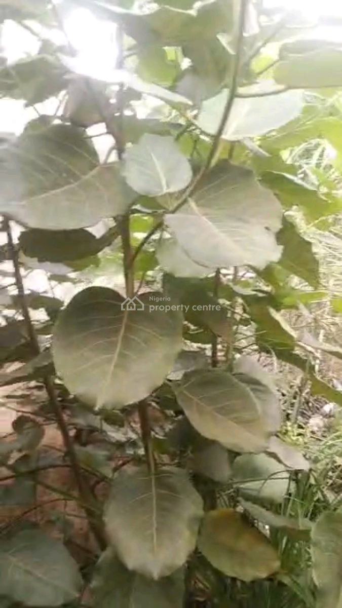 Virgin Quarter Plot of Land, a Joke Street, Iwaya, Yaba, Lagos, Land for Sale