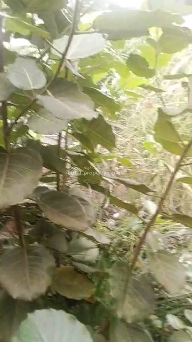 Virgin Quarter Plot of Land, a Joke Street, Iwaya, Yaba, Lagos, Land for Sale