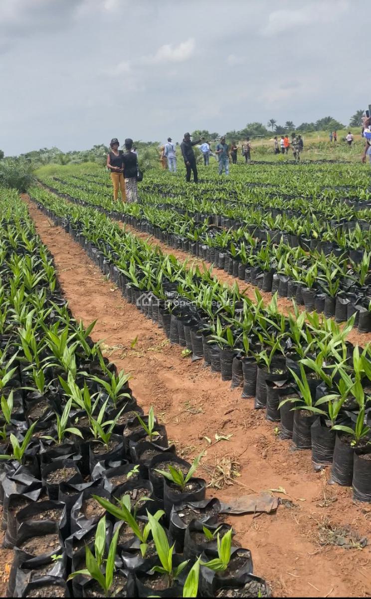 Own an Agro Palm Oil Plantation, Ewekoro, Abeokuta North, Ogun, Industrial Land for Sale