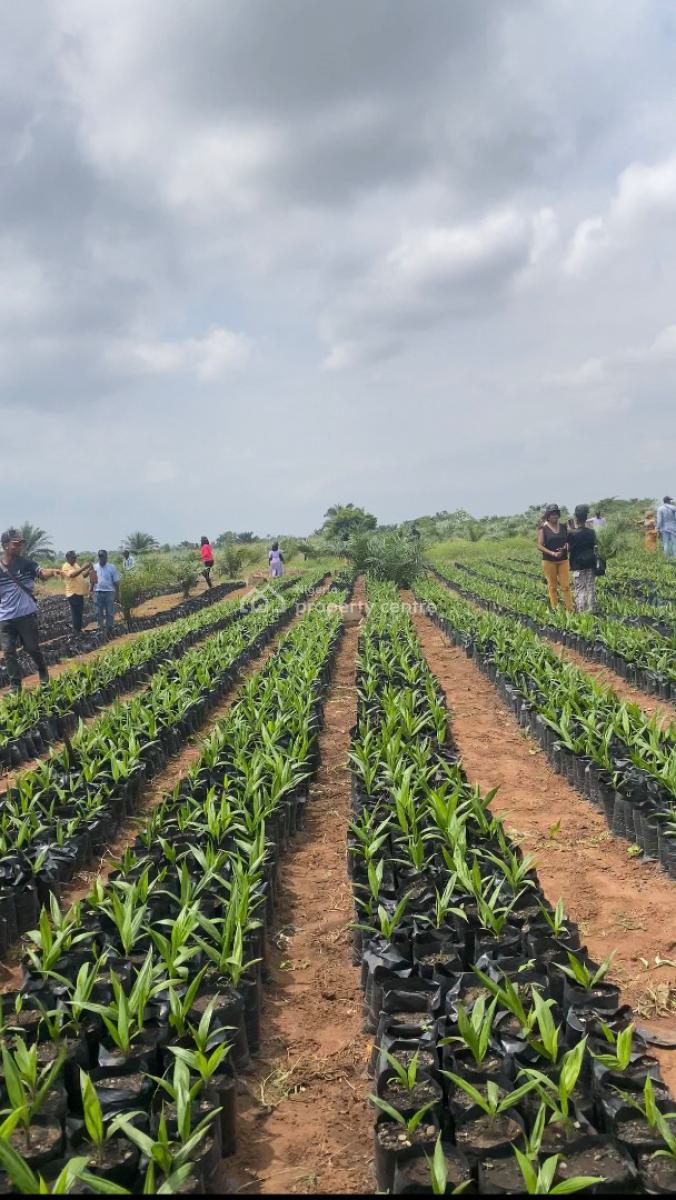 Own an Agro Palm Oil Plantation, Ewekoro, Abeokuta North, Ogun, Industrial Land for Sale