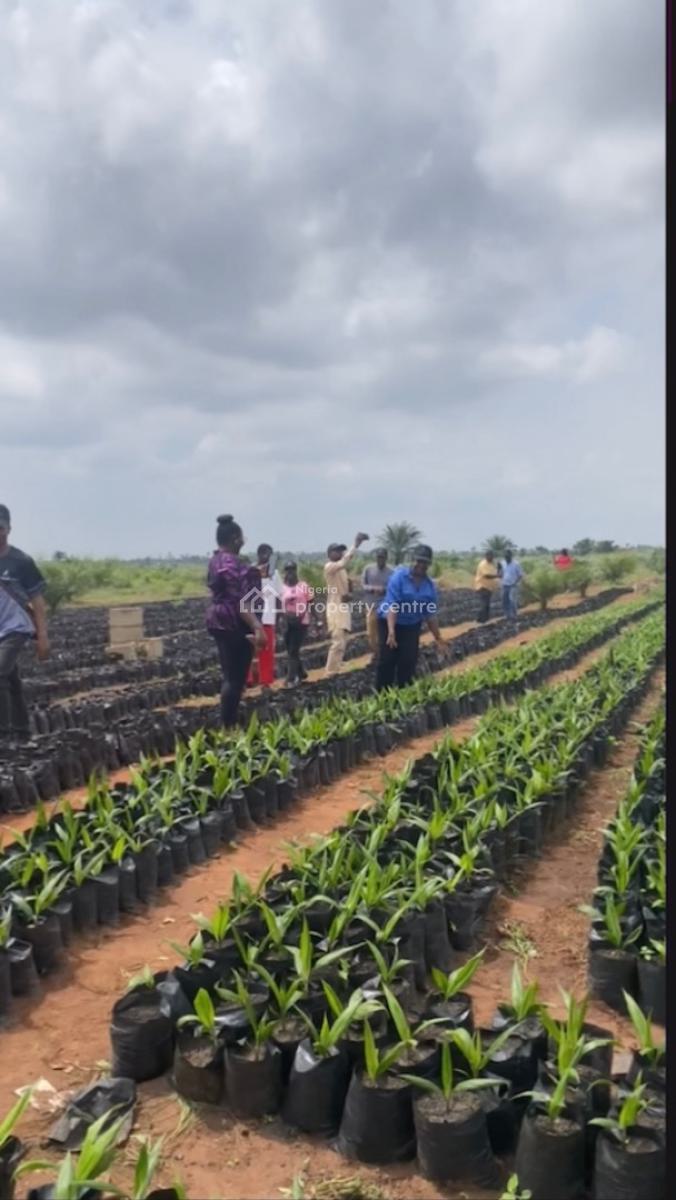 Own an Agro Palm Oil Plantation, Ewekoro, Abeokuta North, Ogun, Industrial Land for Sale