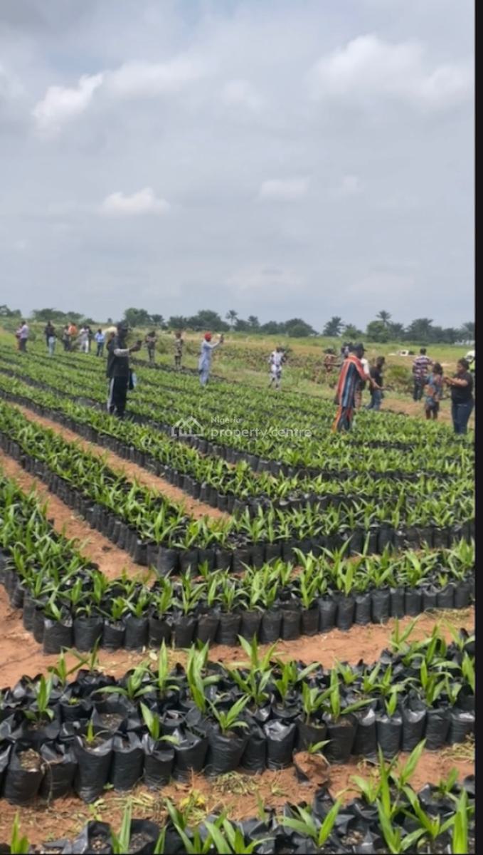 Own an Agro Palm Oil Plantation, Ewekoro, Abeokuta North, Ogun, Industrial Land for Sale