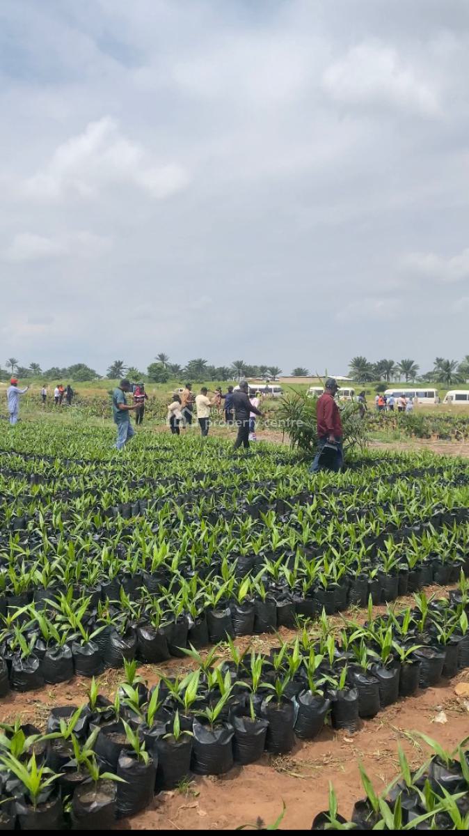 Own an Agro Palm Oil Plantation, Ewekoro, Abeokuta North, Ogun, Industrial Land for Sale