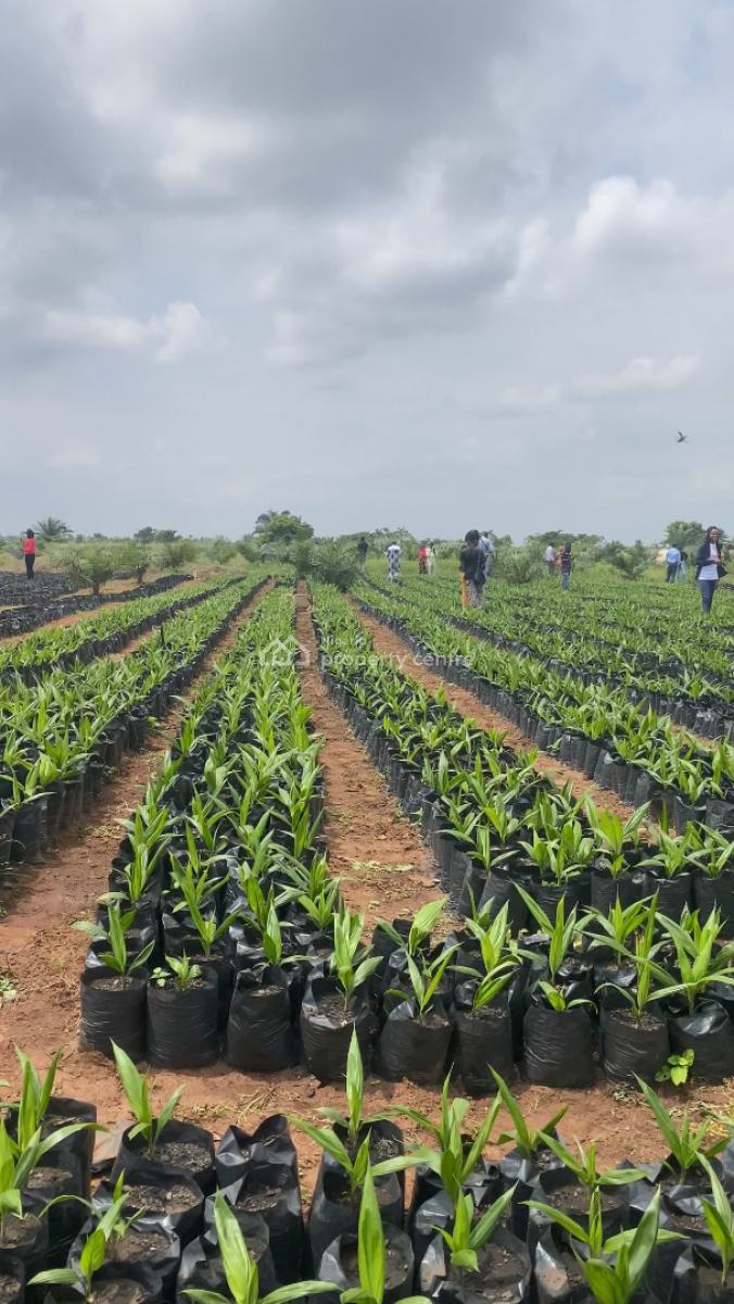 Own an Agro Palm Oil Plantation, Ewekoro, Abeokuta North, Ogun, Industrial Land for Sale