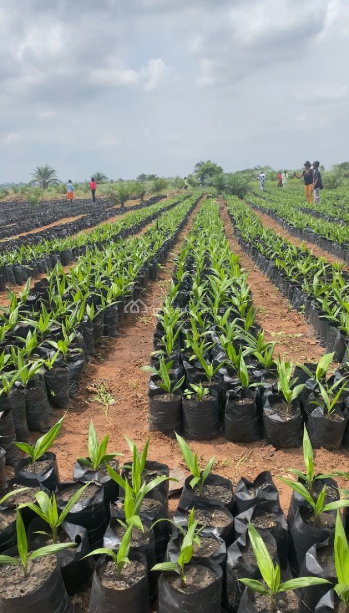 Own an Agro Palm Oil Plantation, Ewekoro, Abeokuta North, Ogun, Industrial Land for Sale