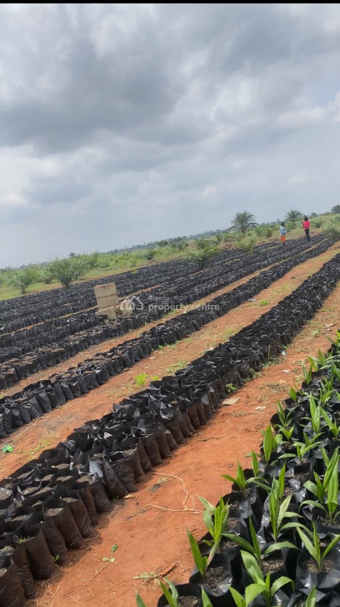 Own an Agro Palm Oil Plantation, Ewekoro, Abeokuta North, Ogun, Industrial Land for Sale