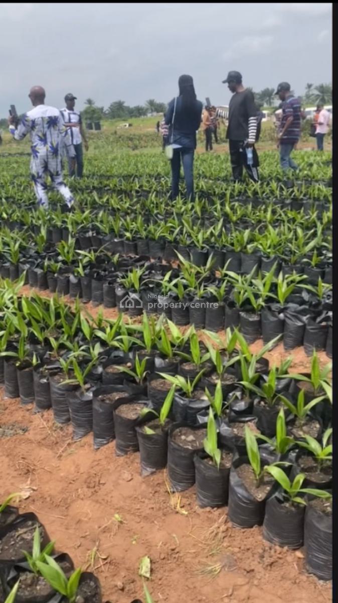 Own an Oil Palm Plantation, Yews ,north, Abeokuta North, Ogun, Industrial Land for Sale