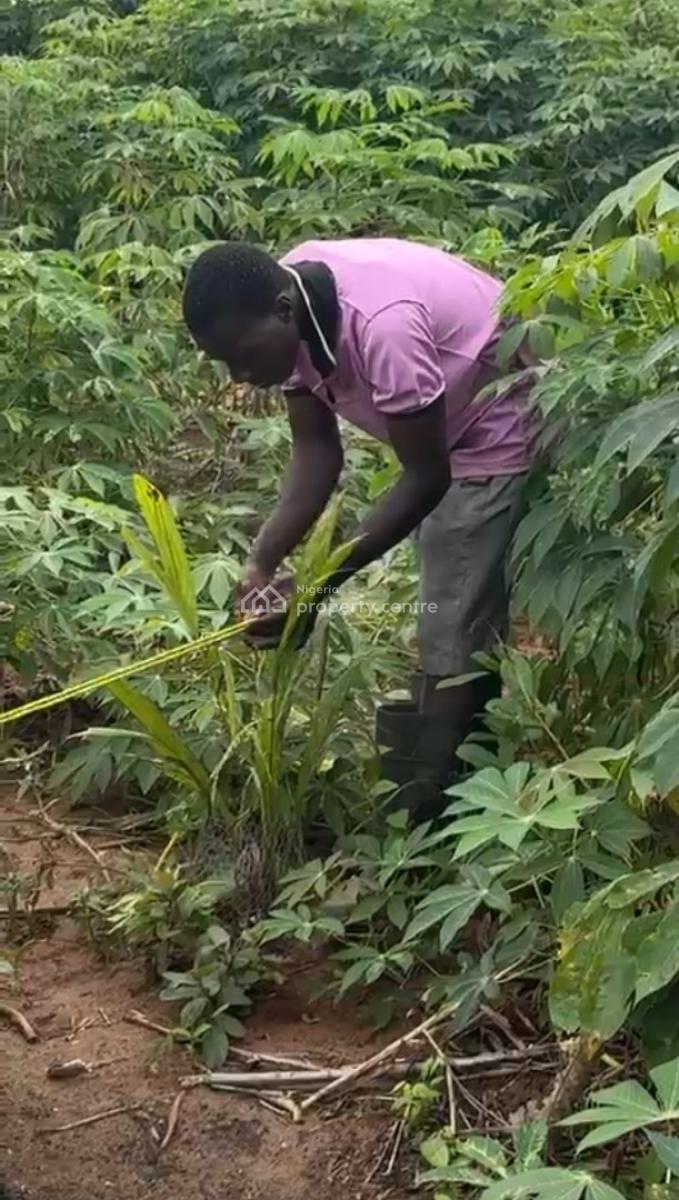 Own an Oil Palm Plantation, Yewa North, Abeokuta North, Ogun, Industrial Land for Sale