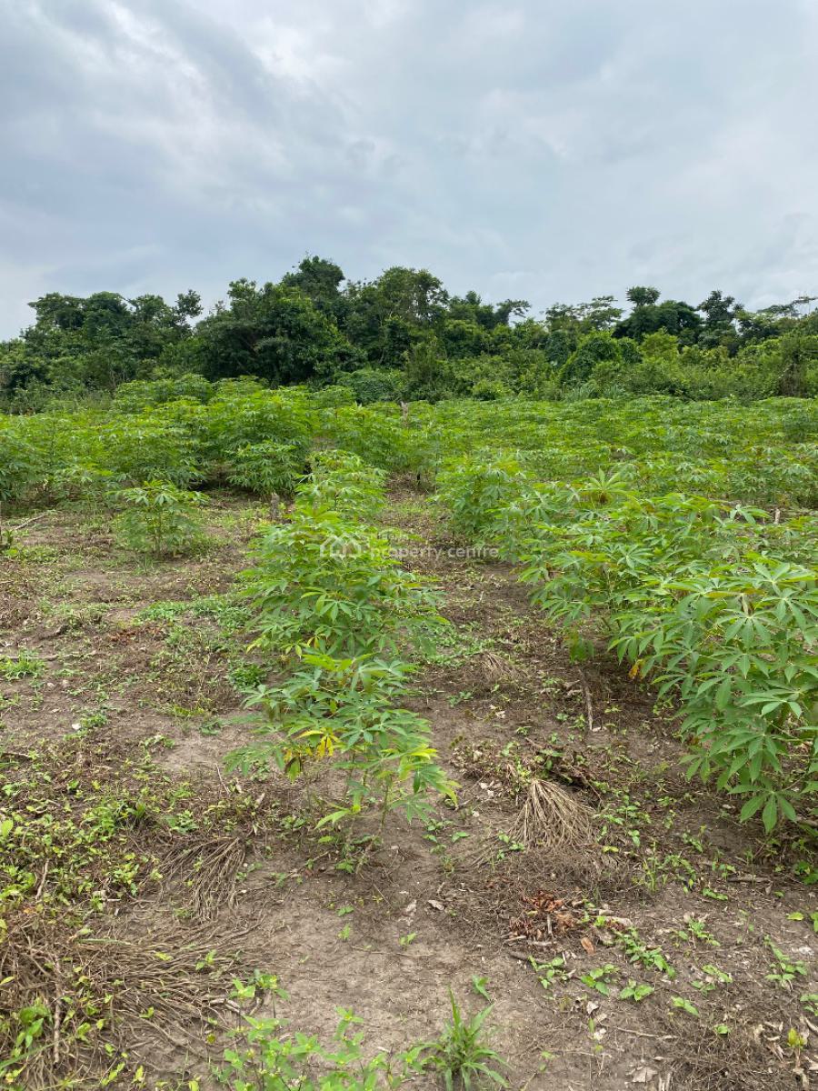 Own a Hectare Agro Palm Oil Plantation, Abeokuta North, Ogun, Industrial Land for Sale