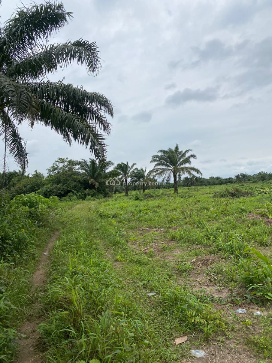 Own a Hectare Agro Palm Oil Plantation, Abeokuta North, Ogun, Industrial Land for Sale