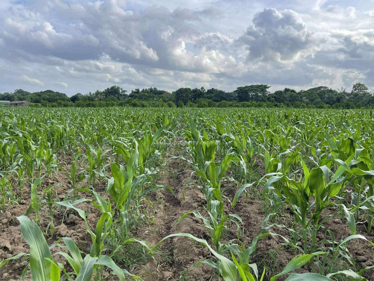 Corn Farmland, Eruwa, Ibarapa East, Oyo, Land for Sale