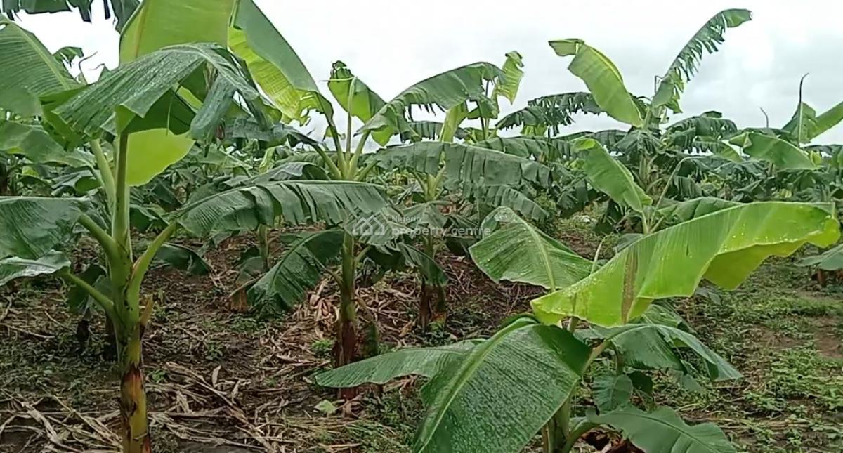 Own a Profitable Farmland Today, Odo-egiri, Epe, Lagos, Commercial Land for Sale