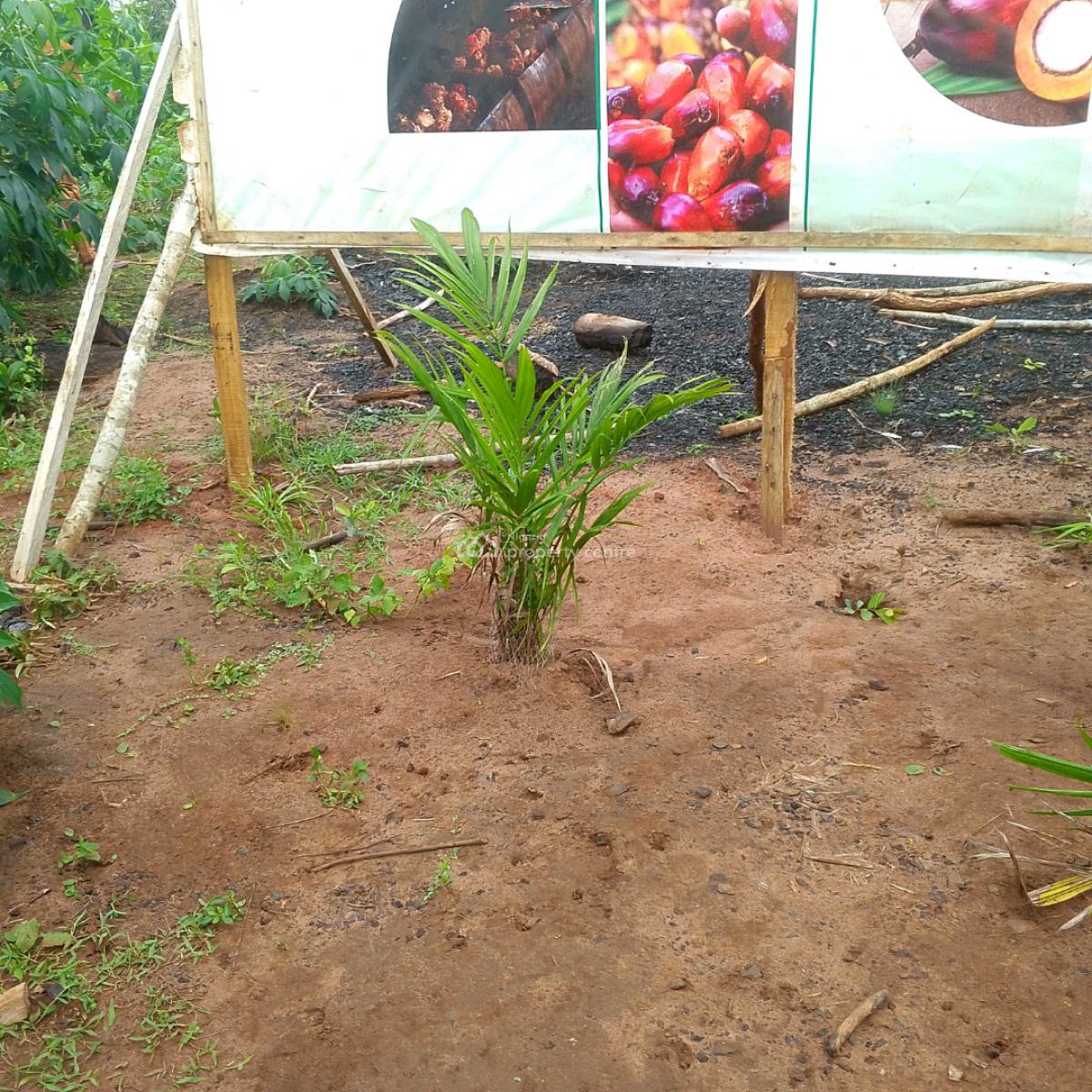 Affordable ( C of O) Farm Land + Free 60 Palm Trees + Free Planting, Abeokuta North, Ogun, Commercial Land for Sale
