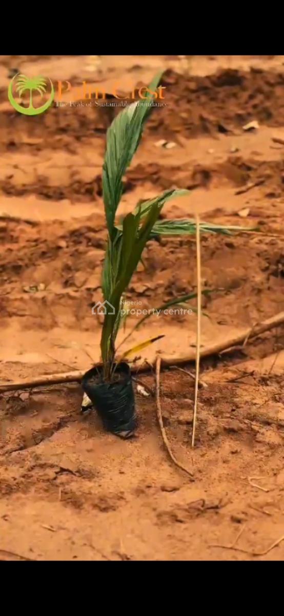 Acres of C of O Farmland with Free Cultivation and Management, Aiyetoro, Imeko Afon, Ogun, Commercial Land for Sale