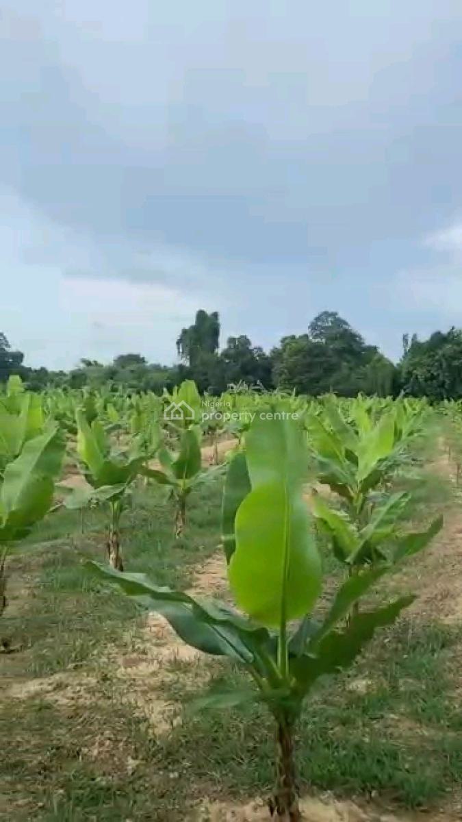 6 Plots of Plantain Farm, Plantain Farm, Ewekoro, Ogun, Land for Sale