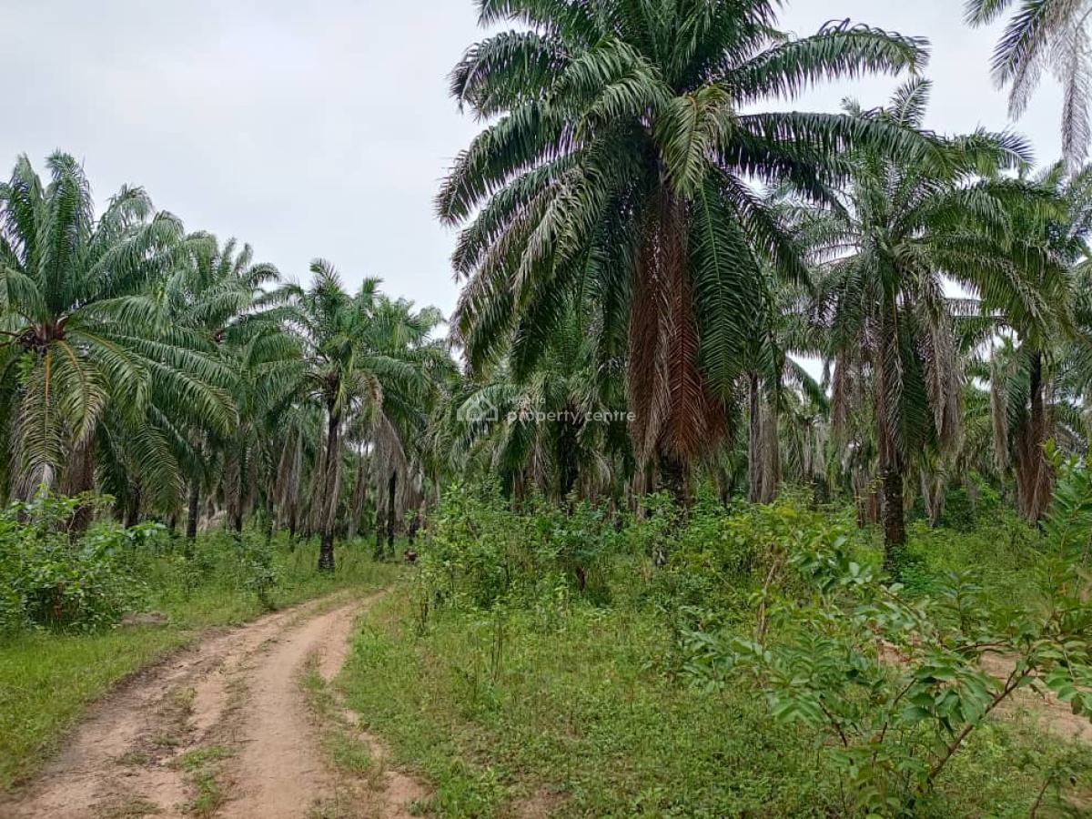 500 Hectares of Farmland with Palm Trees, Ifeolukotun, East, Yagba, Kogi, Commercial Land for Sale
