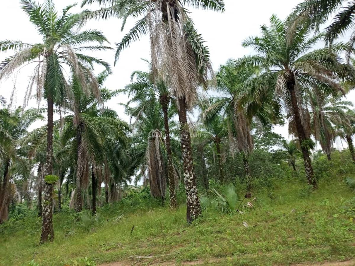 500 Hectares of Farmland with Palm Trees, Ifeolukotun, East, Yagba, Kogi, Commercial Land for Sale