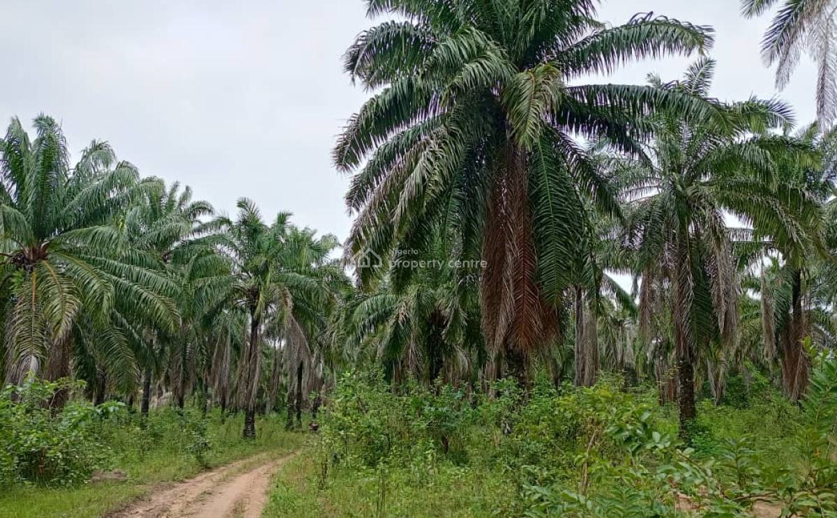 500 Hectares of Farmland with Palm Trees, Ifeolukotun, East, Yagba, Kogi, Commercial Land for Sale
