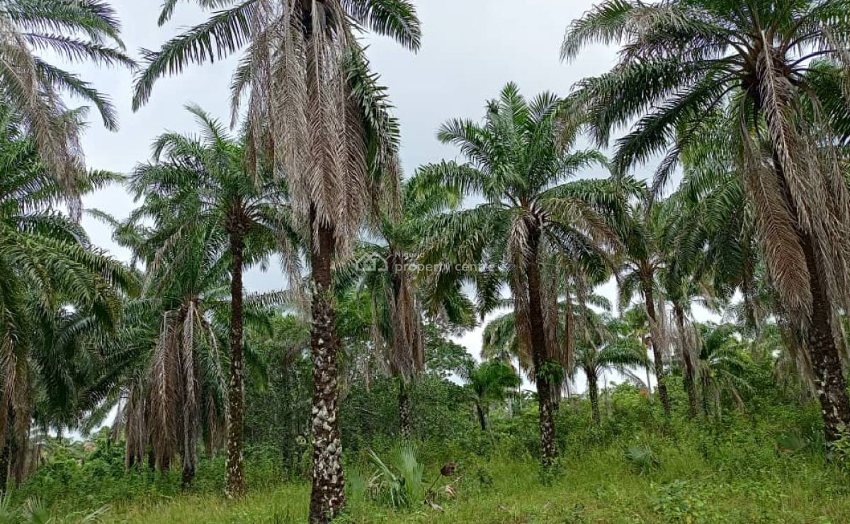 500 Hectares of Farmland with Palm Trees, Ifeolukotun, East, Yagba, Kogi, Commercial Land for Sale