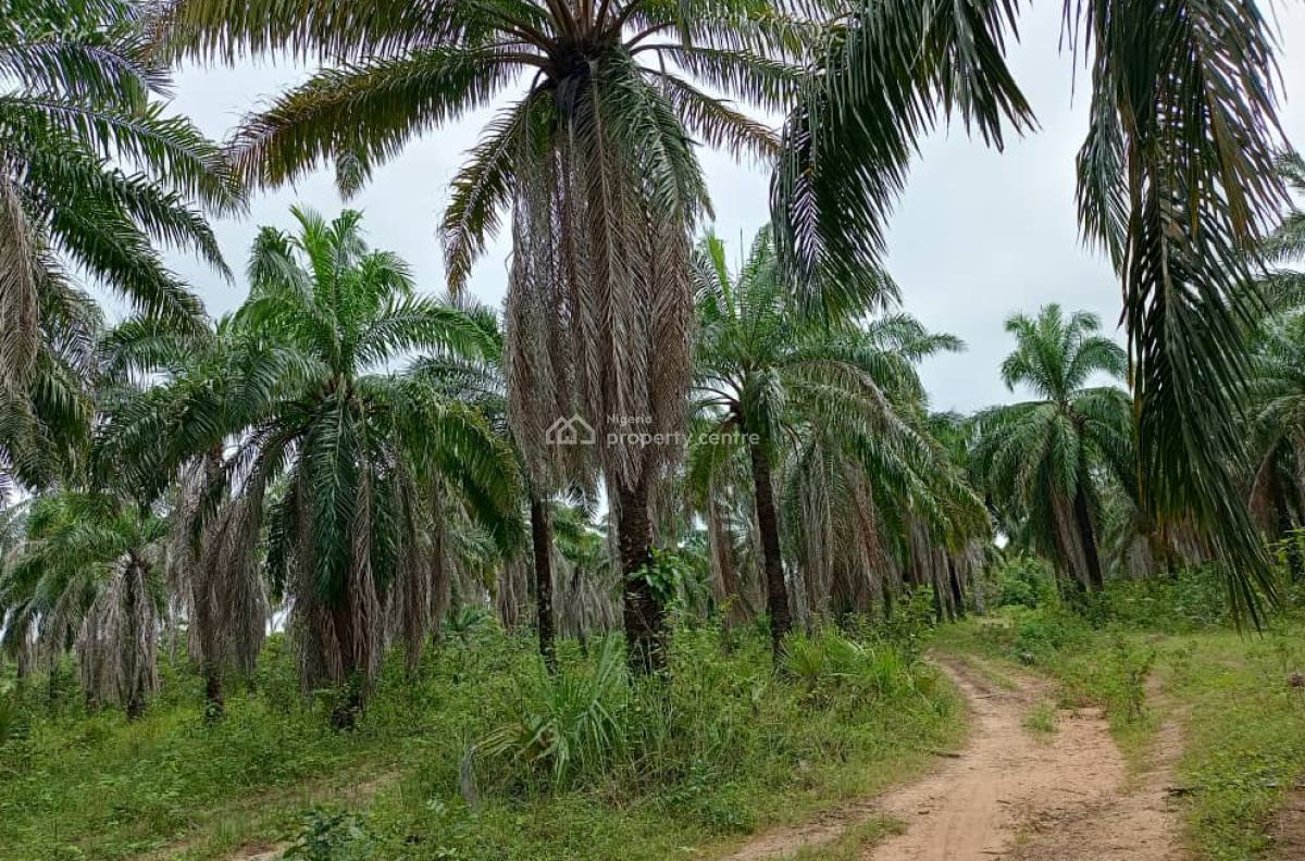 500 Hectares of Farmland with Palm Trees, Ifeolukotun, East, Yagba, Kogi, Commercial Land for Sale