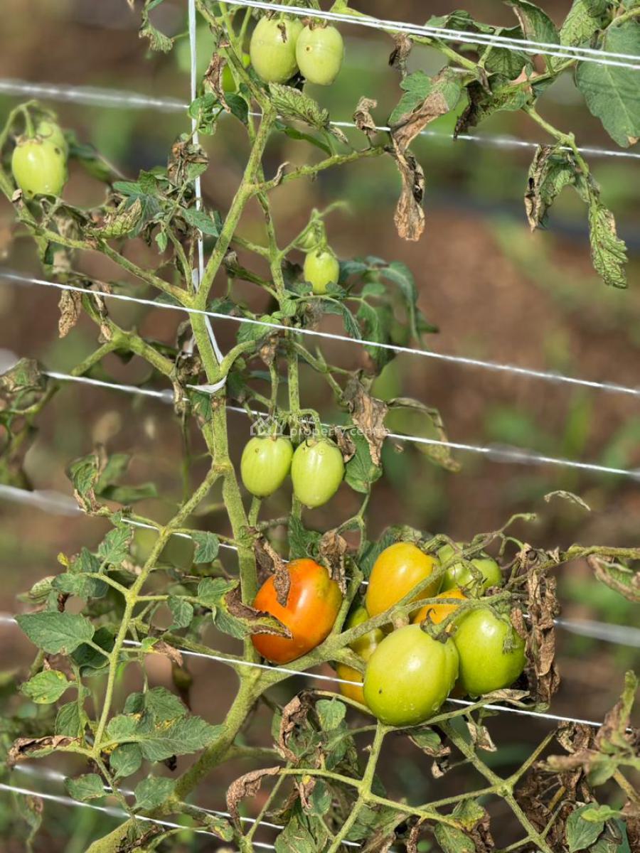 a Sustainable Pathway to Land Ownership and Profitable Farming, Abeokuta North, Ogun, Commercial Land for Sale